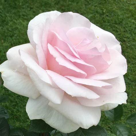 Marie Reithel obituary photo