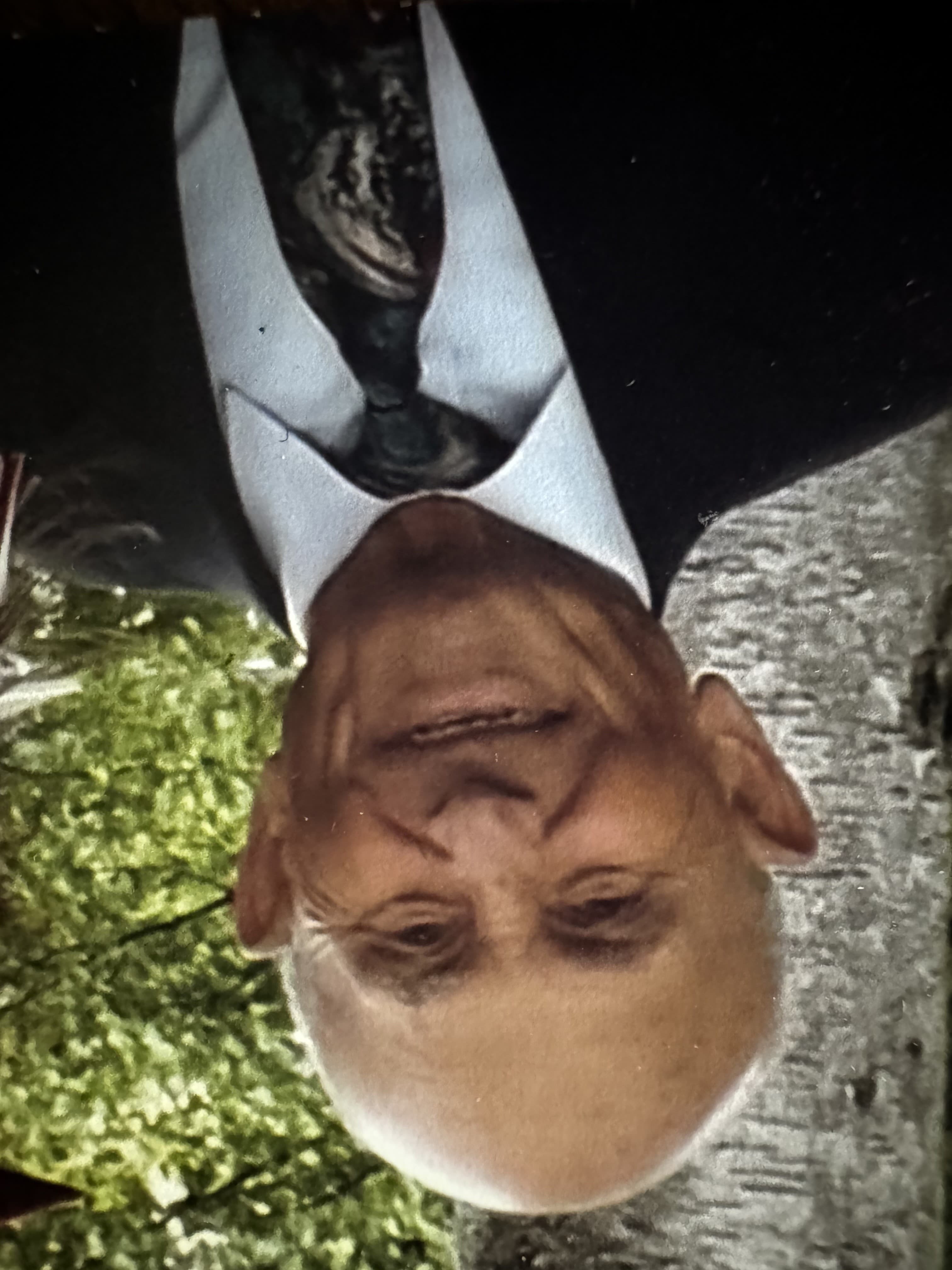 Marino Zarroli obituary photo